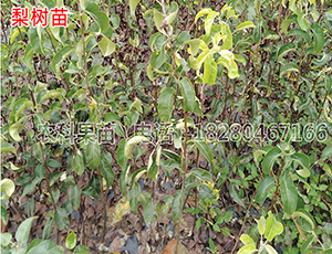 梨樹(shù)苗