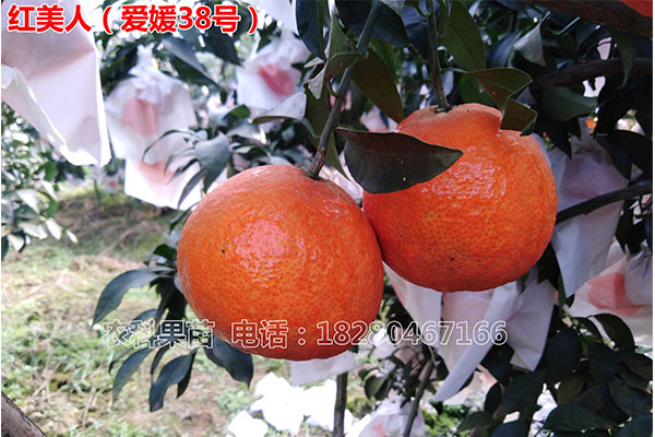 愛媛38號(hào)