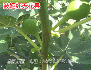 波姬紅無(wú)花果苗