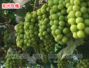 陽(yáng)光玫瑰葡萄苗