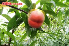 四川桃樹(shù)苗什么時(shí)間施肥效果好？