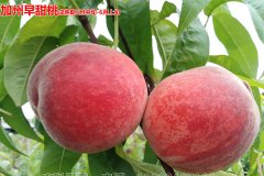 四川桃苗基地：桃樹(shù)春季管理技術(shù)