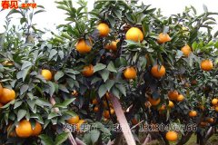 四川愛(ài)媛38柑橘種植前景怎么樣？