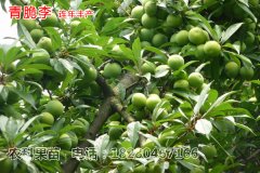 四川李子樹(shù)苗種植食心蟲(chóng)的防治方法