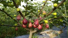 種植四川無(wú)花果苗該如何施肥？