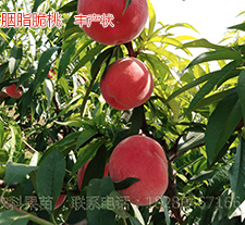 四川桃苗批發(fā)怎樣才能變成桃樹(shù)苗