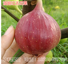 李子苗批發(fā)有哪些品種？