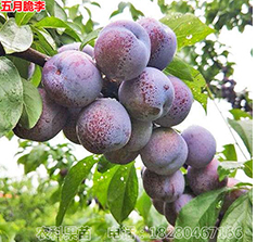 四川桃苗批發(fā)哪里可以買(mǎi)到新的