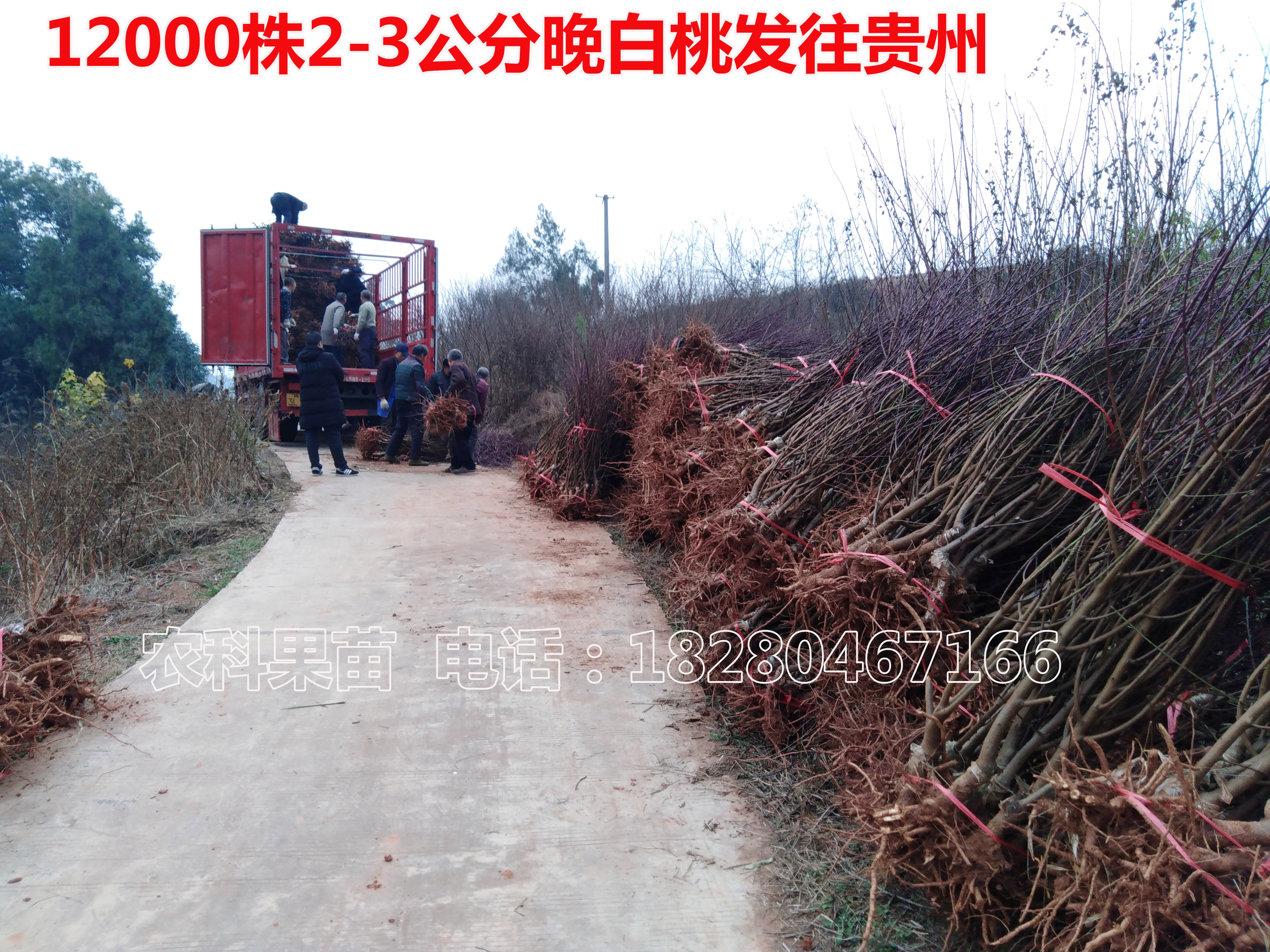 12000株2-3公分晚白桃苗發(fā)往貴州
